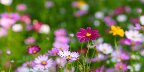 Plantas para el verano | Cuida tu jardín con Ferretería Gurri